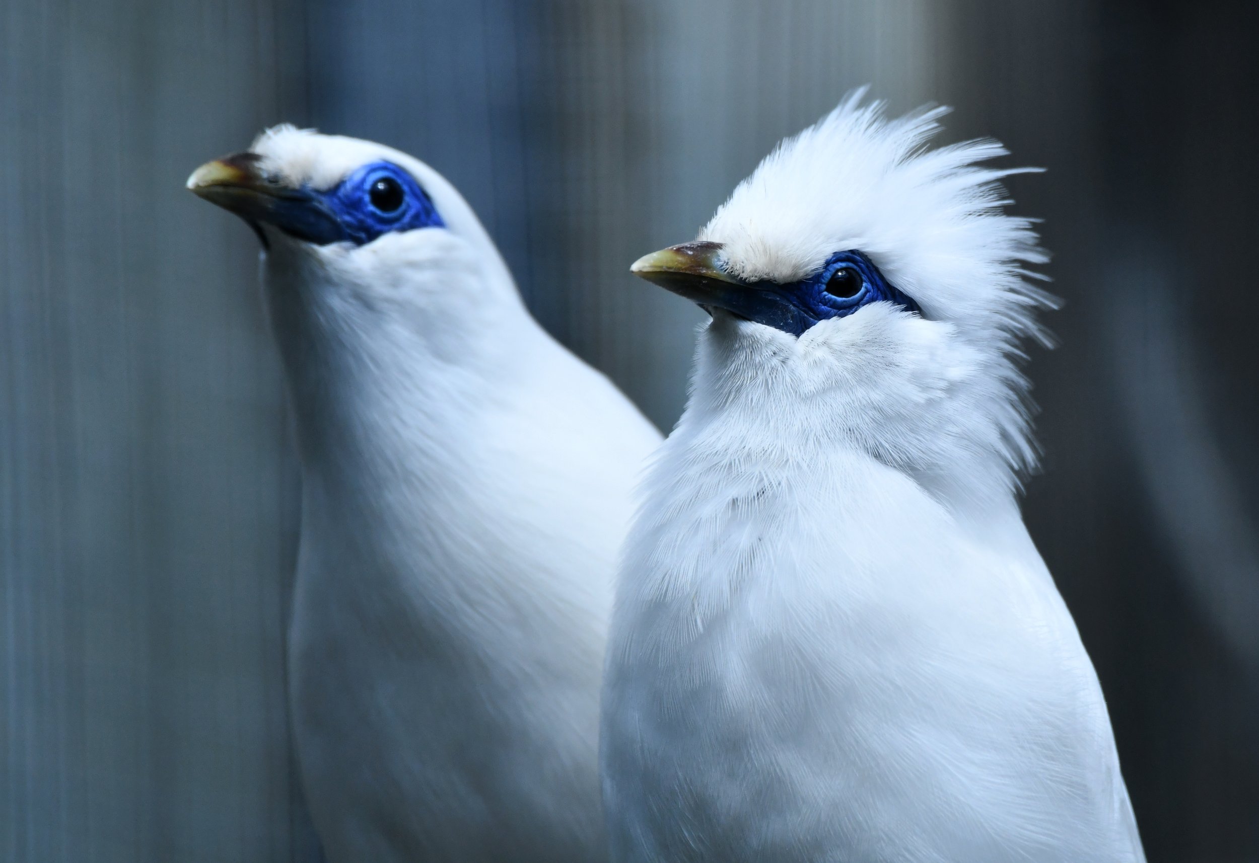 Renkema Taman indonesia Balispreeuwen.JPG