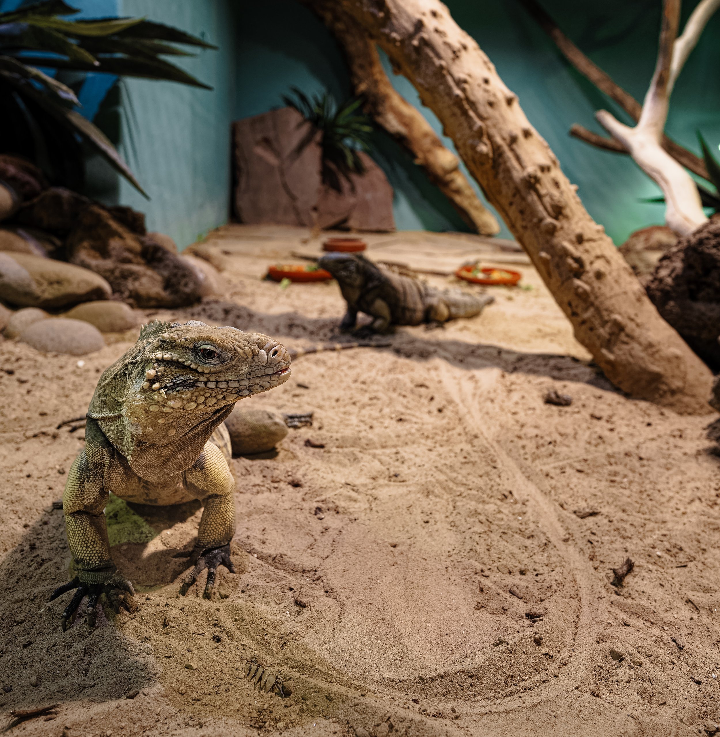 DSC04633_DxO.jpg