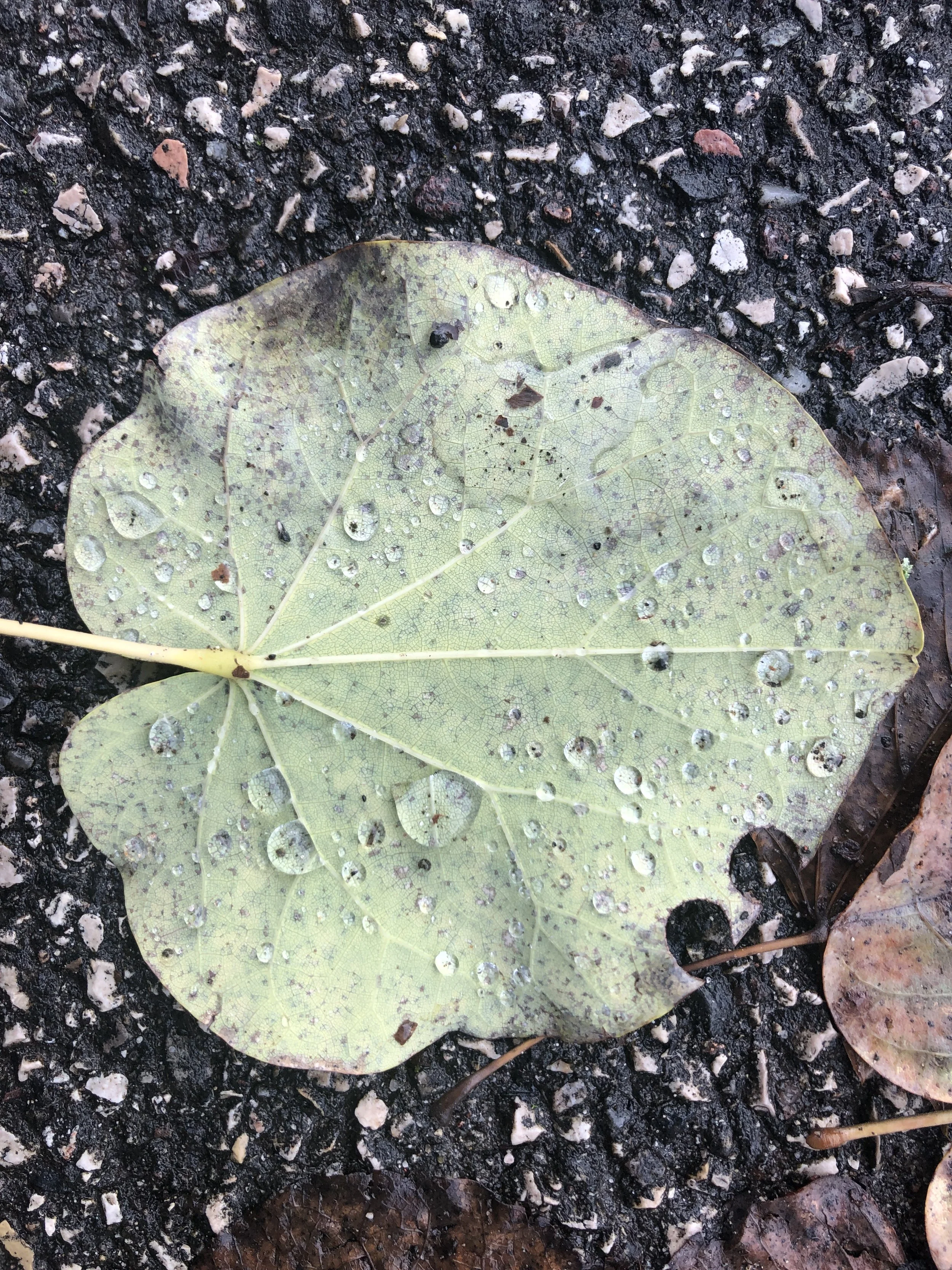 Foglia verde con gocce d'acqua su un terreno asfaltato.