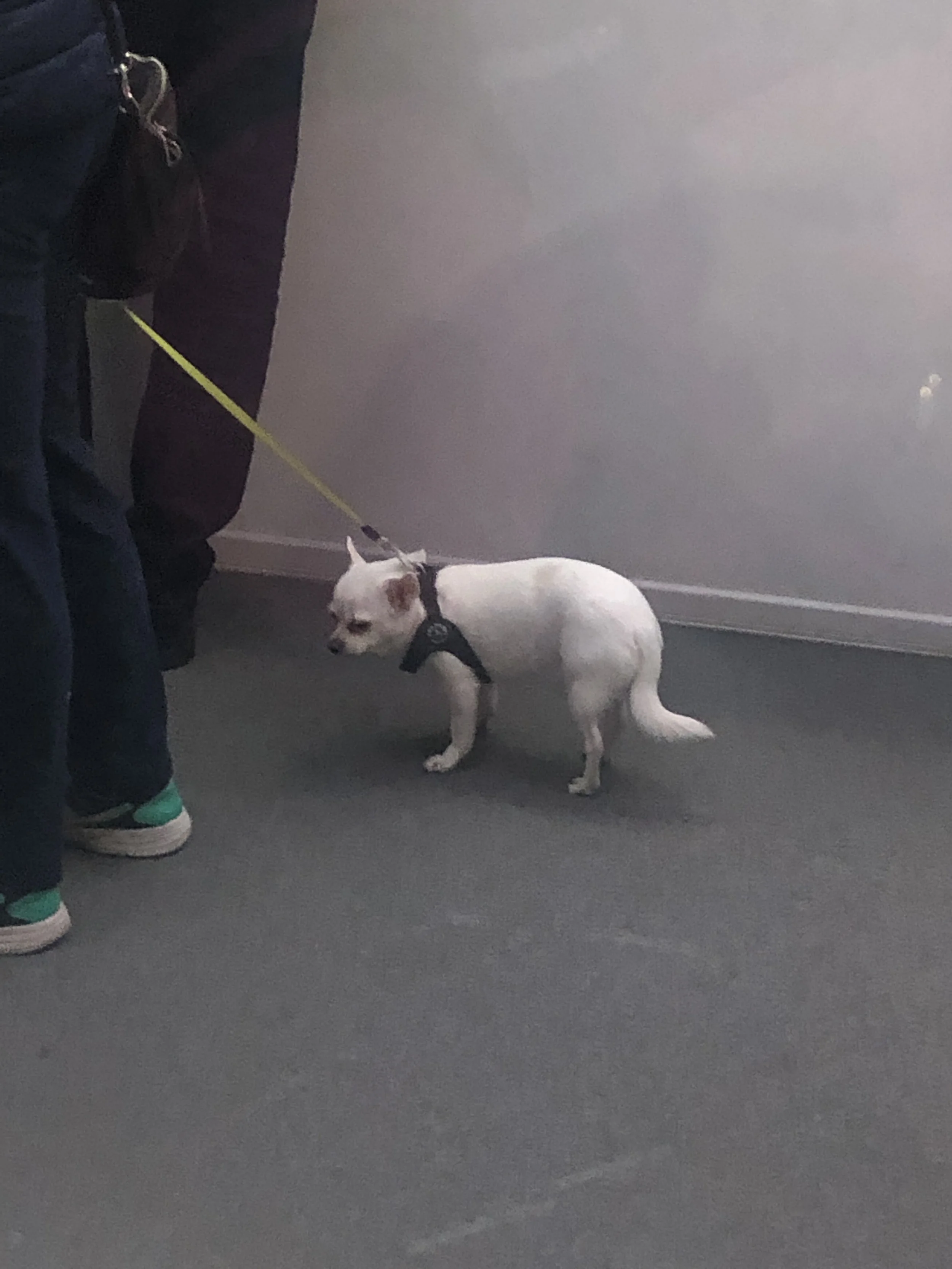 Cane piccolo bianco al guinzaglio accanto a persone su un pavimento grigio.