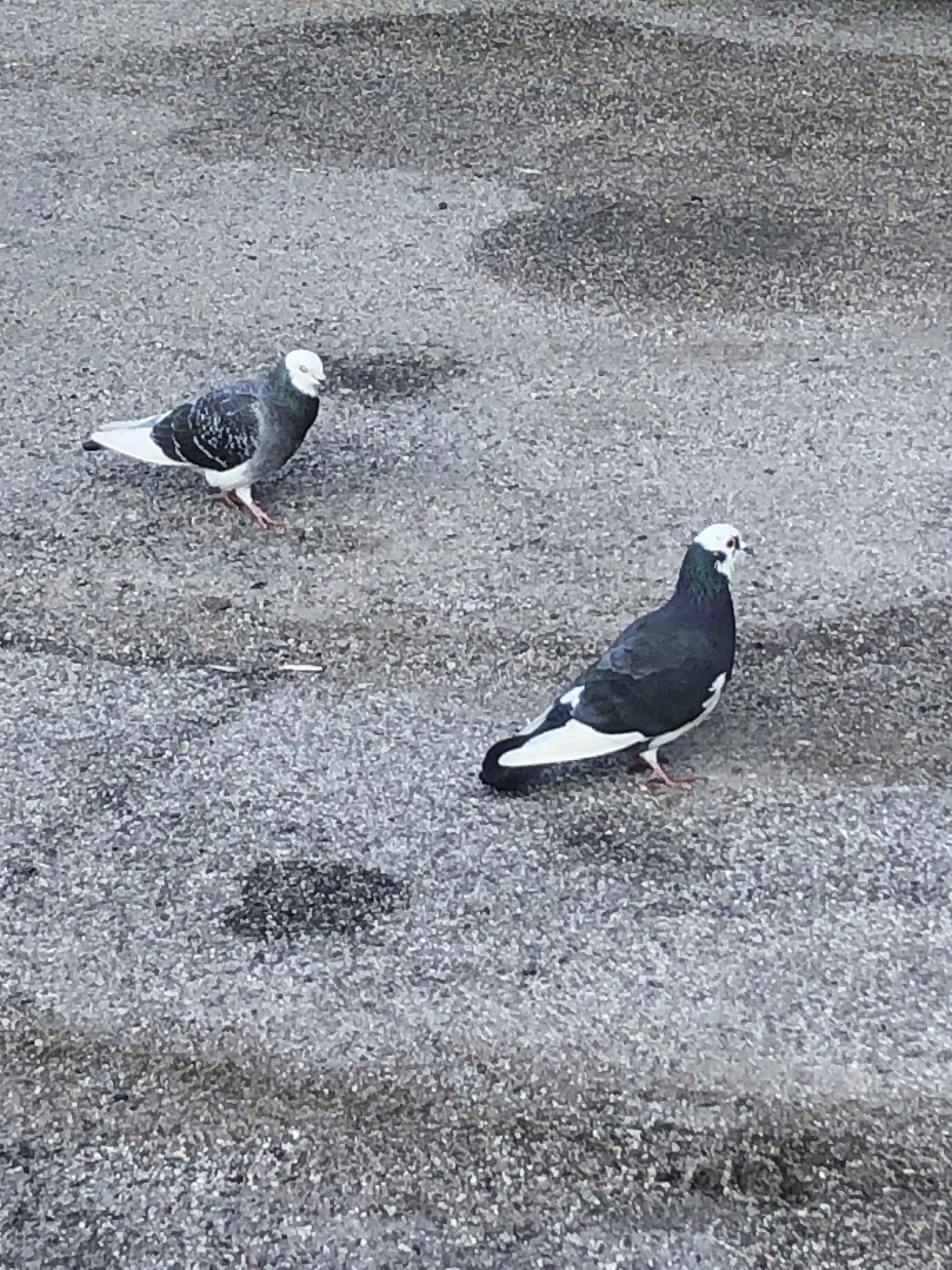 Due piccioni su una strada asfaltata.