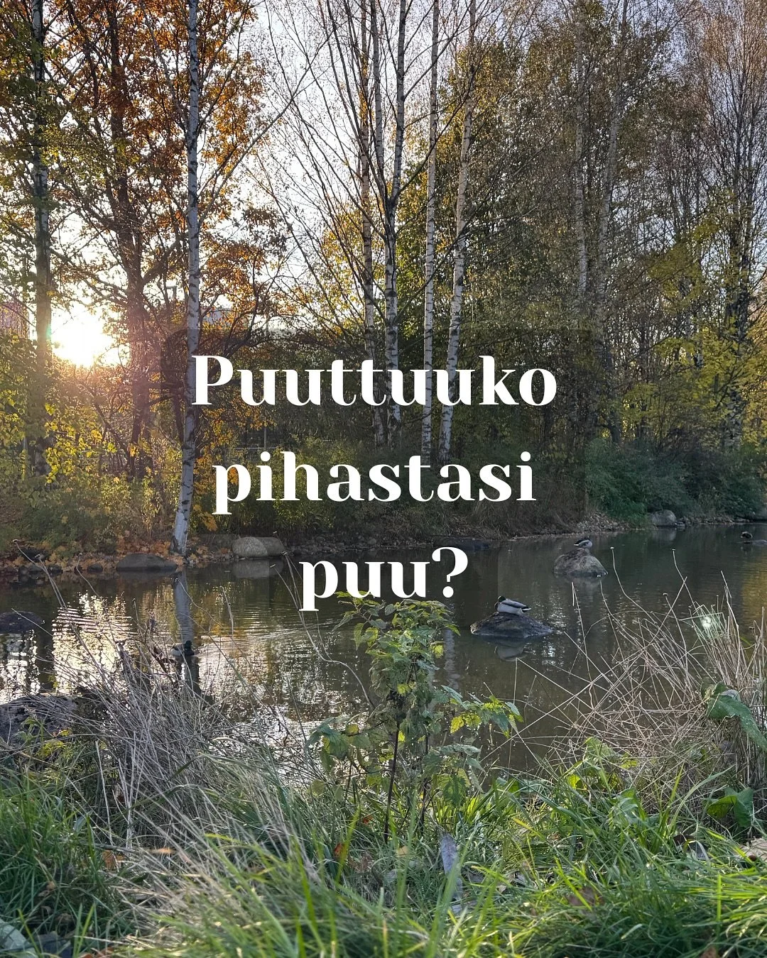 Bongailin ohikulkiessani Vallilanlaaksossa kauniita puita, t&auml;ss&auml; kuvaterveiset, ole hyv&auml;! 🥰

Mit&auml; sanot, jos v&auml;it&auml;n, ett&auml; pihaasi mahtuu kyll&auml; viel&auml; ainakin yksi puu tai muutama? 🤩

Puut voivat kasvaa su