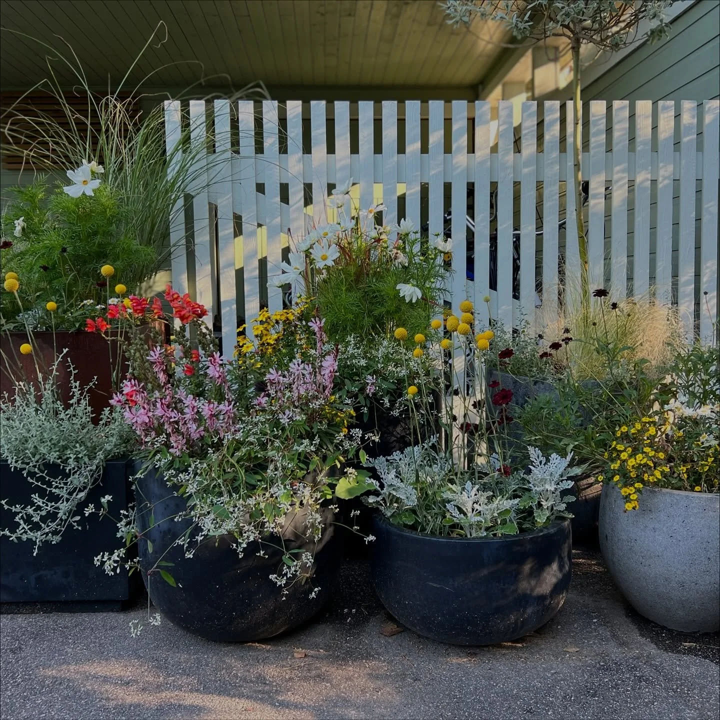 Nyt ei ole mit&auml;&auml;n erityist&auml; sanottavaa, paitsi ett&auml; kukat ovat ihania, onneksi on puutarha ja marraskuussa valokuvien &auml;&auml;rell&auml;kin on ihan hyv&auml;! 👍