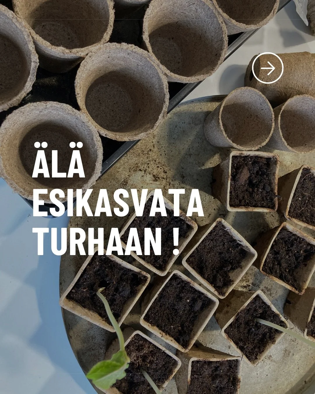 Ilo on kaukana silloin, kun ikkunalaudat ja keitti&ouml;np&ouml;yt&auml; pullistelevat, taimet huojuvat lis&auml;valon alla kalpeina hujoppeina ja sukulaiset alkavat kielt&auml;yty&auml; ylim&auml;&auml;r&auml;isen&auml; lahjoittamistasi taimista.

M