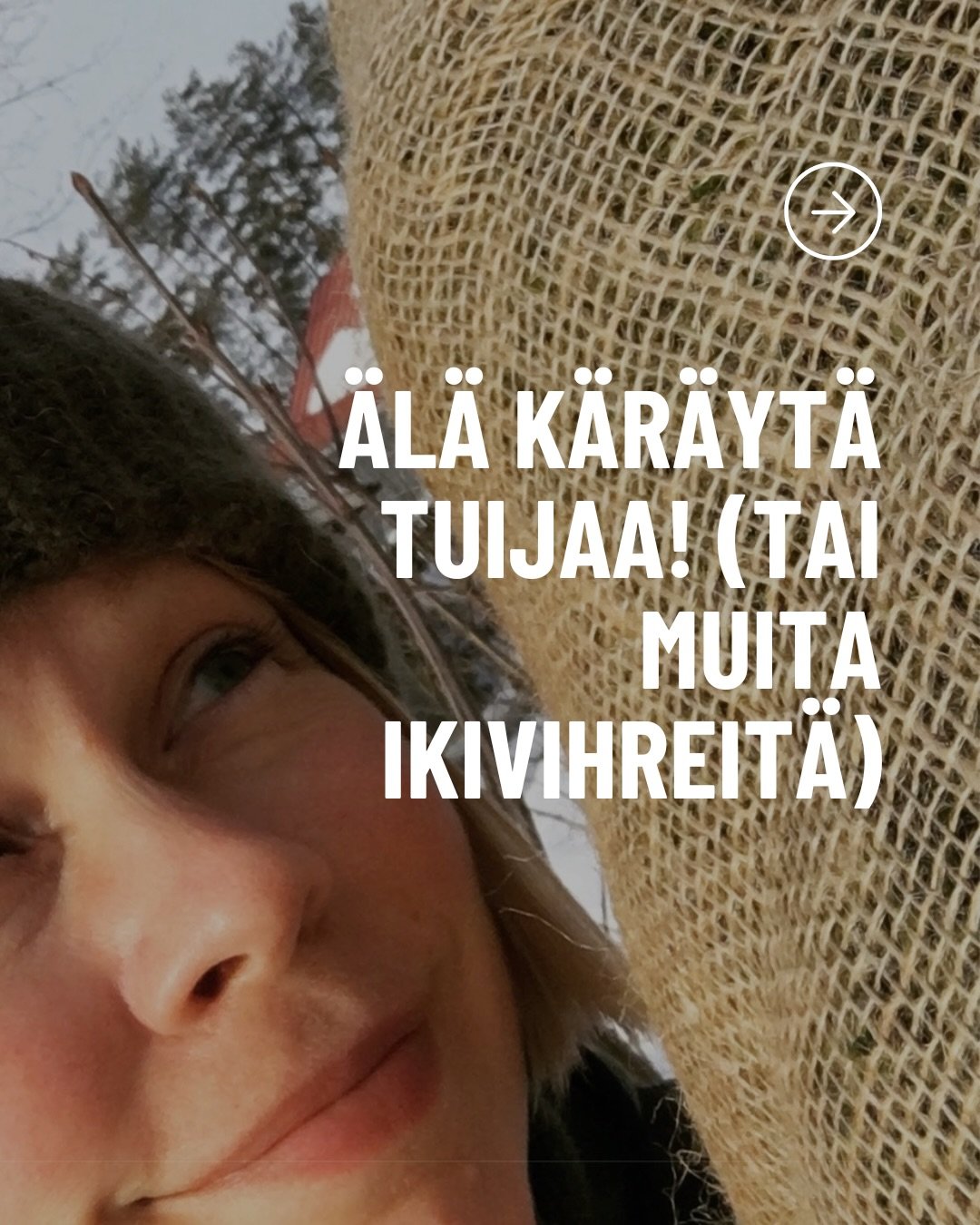 👇Muista n&auml;m&auml; just nyt! 

🌳 Suojaa nuoret havut ja muut ikivihre&auml;t juuttikankaalla (kamgas kest&auml;&auml; monta vuotta ja on helppoa k&auml;sitell&auml;).

🌳 Ravistele m&auml;rk&auml; lumi kasveista pois, mutta &auml;l&auml; mene h