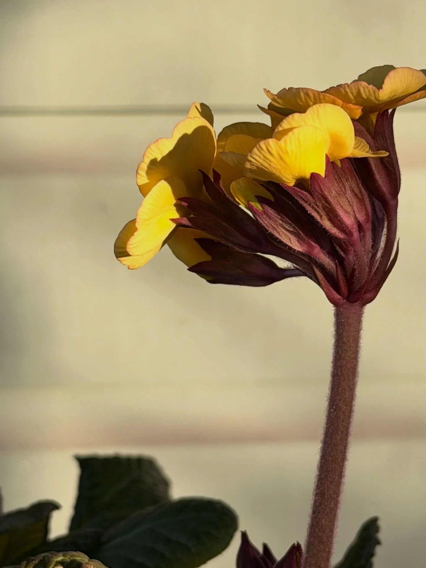 Kev&auml;tkukat! Muutama aste oli pakkasta y&ouml;ll&auml;, mutta hyv&auml;lt&auml; n&auml;ytt&auml;v&auml;t varhain aamulla! 

Haalistunut ruskeus &amp; tuore vehreys 😍

Viime kev&auml;&auml;st&auml; saakka ruukuissa olleet hein&auml;t rimmaavat hy