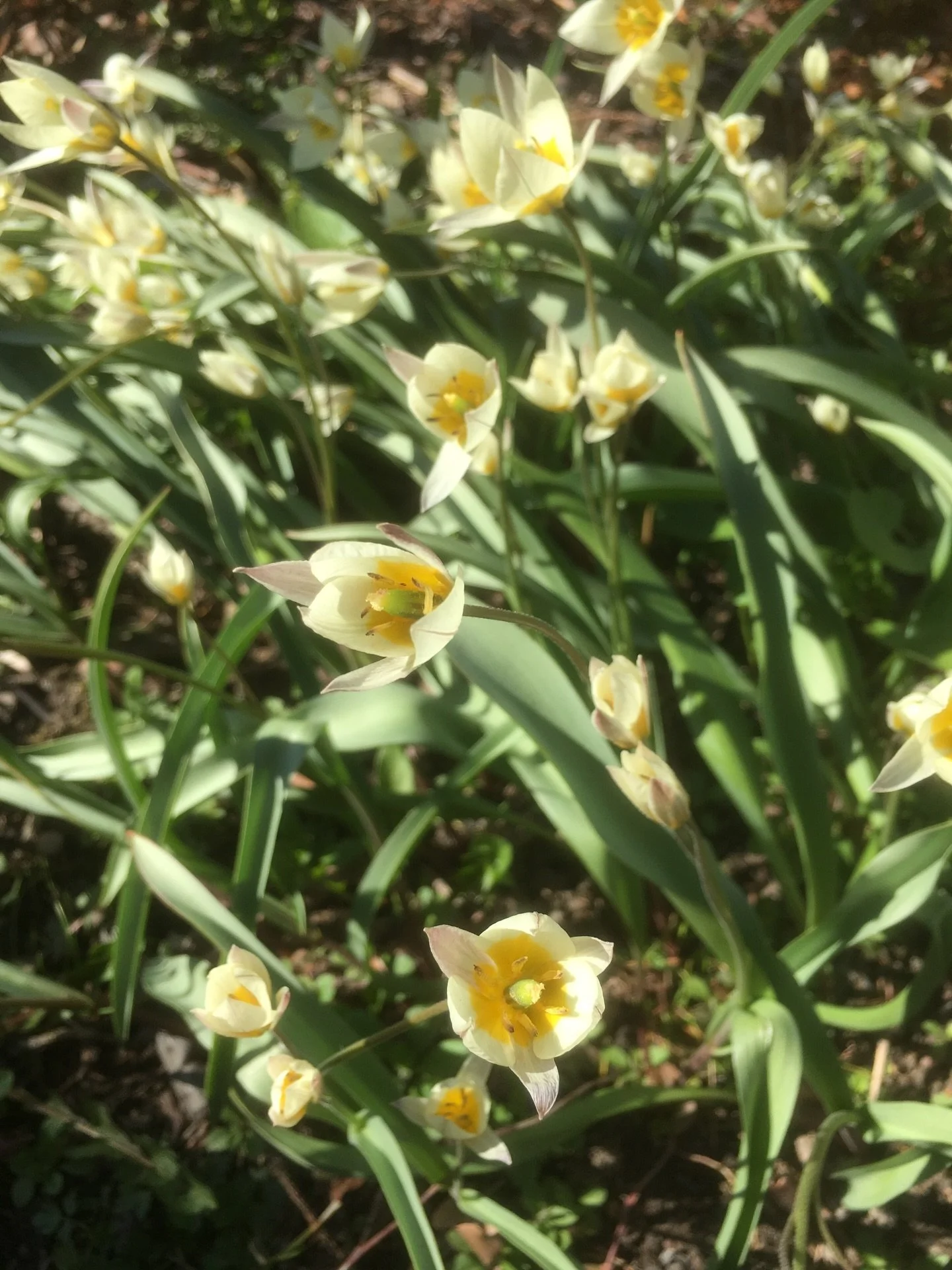 Sit&auml; vaan, ett&auml; puutarhassa 
on aina kaikki hyvin 🥰

Valtakunnassa ei oo kasvua 
- PUUTARHASSA ON! 😘🌱

Tilanteissa ei ole toivoa 
- PUUTARHASSA ON! 🌸🌺🌼

Yleisiss&auml; keskusteluissa korostuu riitaisuus - PUUTARHASSA VALLITSEE HARMONI