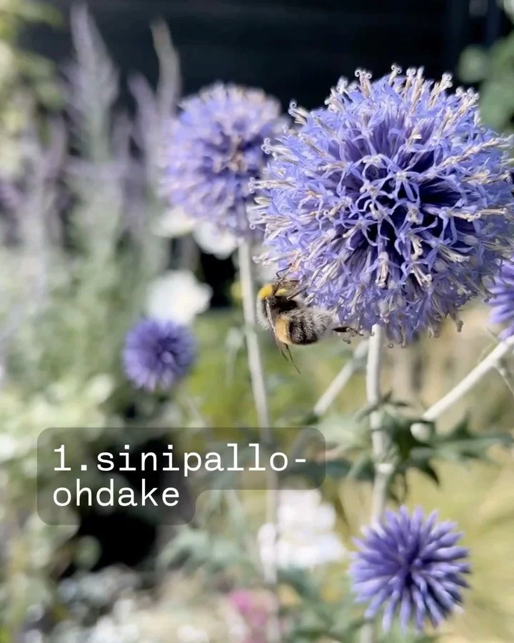 🥳🎈🌼 Suuri vappukukka&auml;&auml;nestys on t&auml;&auml;ll&auml;! 

Mik&auml; kukista sopii parhaiten vappuiseen fiilikseesi? Paljasta se kommentissa ja lis&auml;&auml; perustelusi mukaan! 👇

Huomaathan muuten, ett&auml; n&auml;m&auml; kaikki ovat