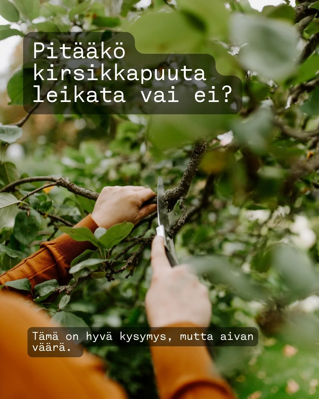 Ja milloin puuta leikataan? 👇

Usein puhutaan puiden leikkaamisesta syksyll&auml;. Jos ajattelet ihan j&auml;rjell&auml;, on &auml;lyt&ouml;nt&auml; tehd&auml; puuhun haavaa juuri silloin, kun se on valmistautumassa talvilepoon. Haava ei parane.

Ha