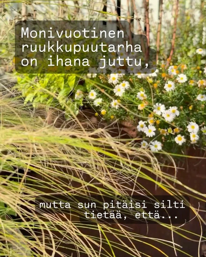 T&auml;n&auml;kin vuonna ruukuissani kasvoi paljon monivuotisia kasveja, ja kasvaa edelleen. Kaivoin maahan talvehtimaan kellukoita, sinipiikkiputkia, siperianunikkoja ja s&auml;dep&auml;iv&auml;nhattuja.

Tuumiskelin siin&auml; tehdess&auml;ni, ett&