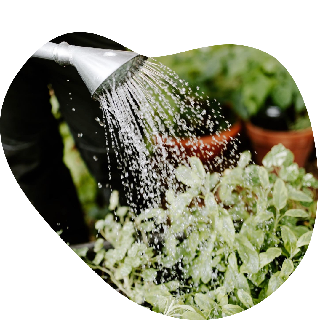 Kastelukannusta valuu vesi yrttien päälle kasvimaalla