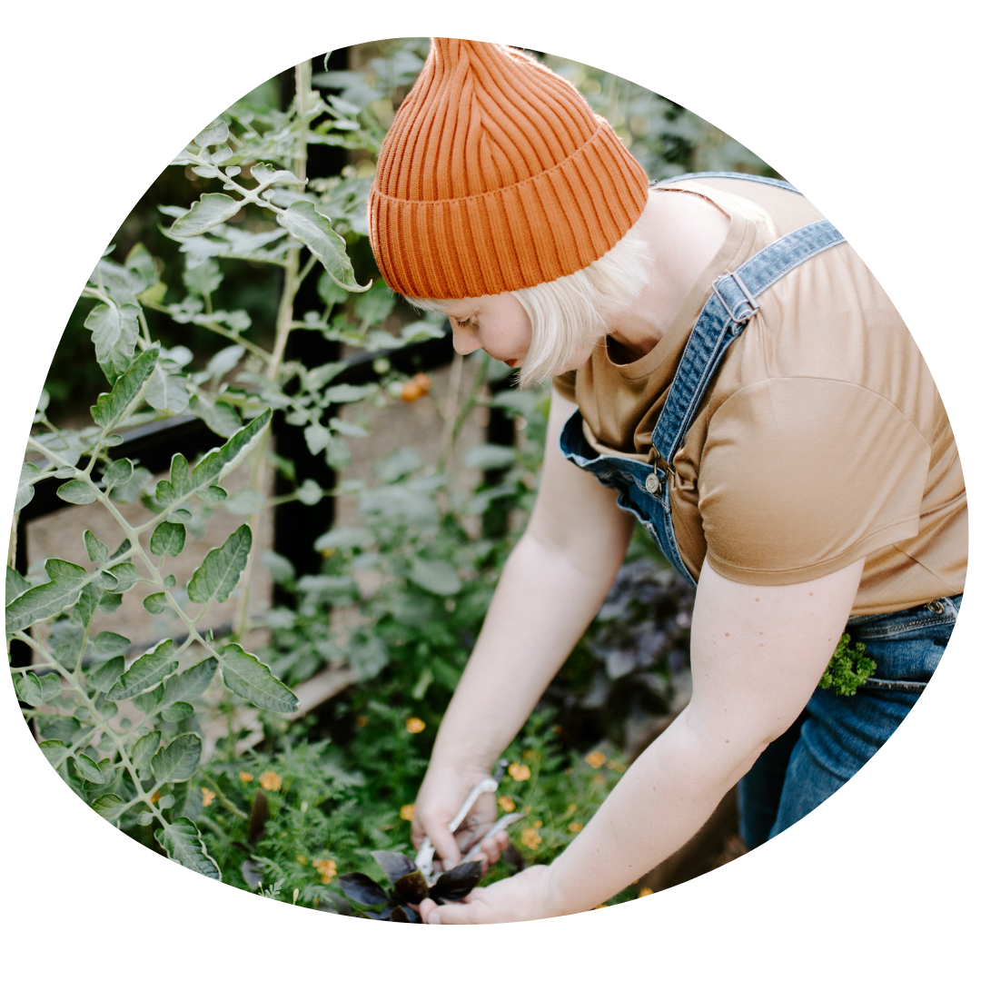 Lea siistii kasveja kasvihuoneessa