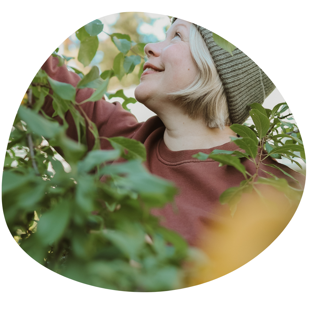 Lea poimii keltaisia luumuja puusta