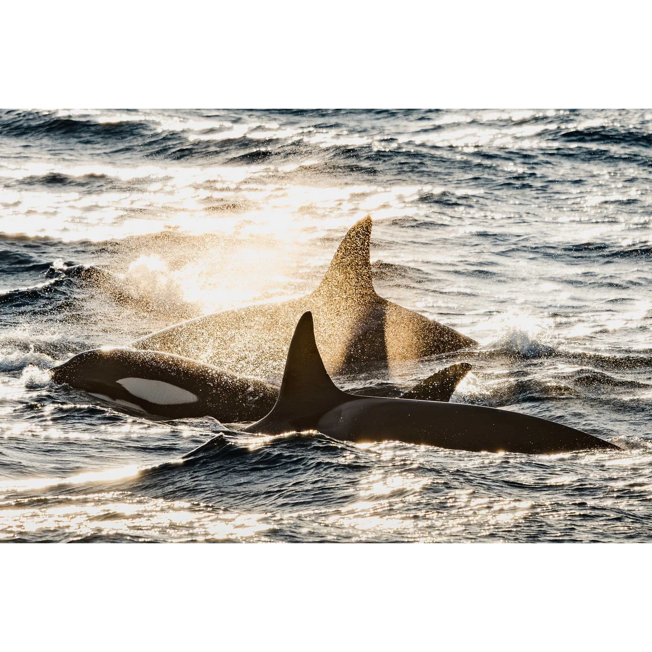 12.-Dance-of-the-Orcas.jpg