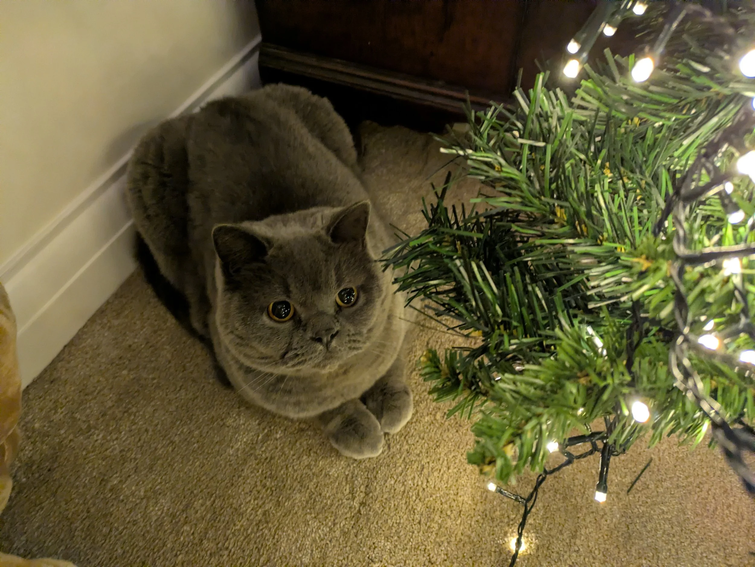 Hook Home Help is helping people in and around Hook. We are providing reliable and bespoke companion care. Helping people to live independently and at the moment to get ready for Christmas 