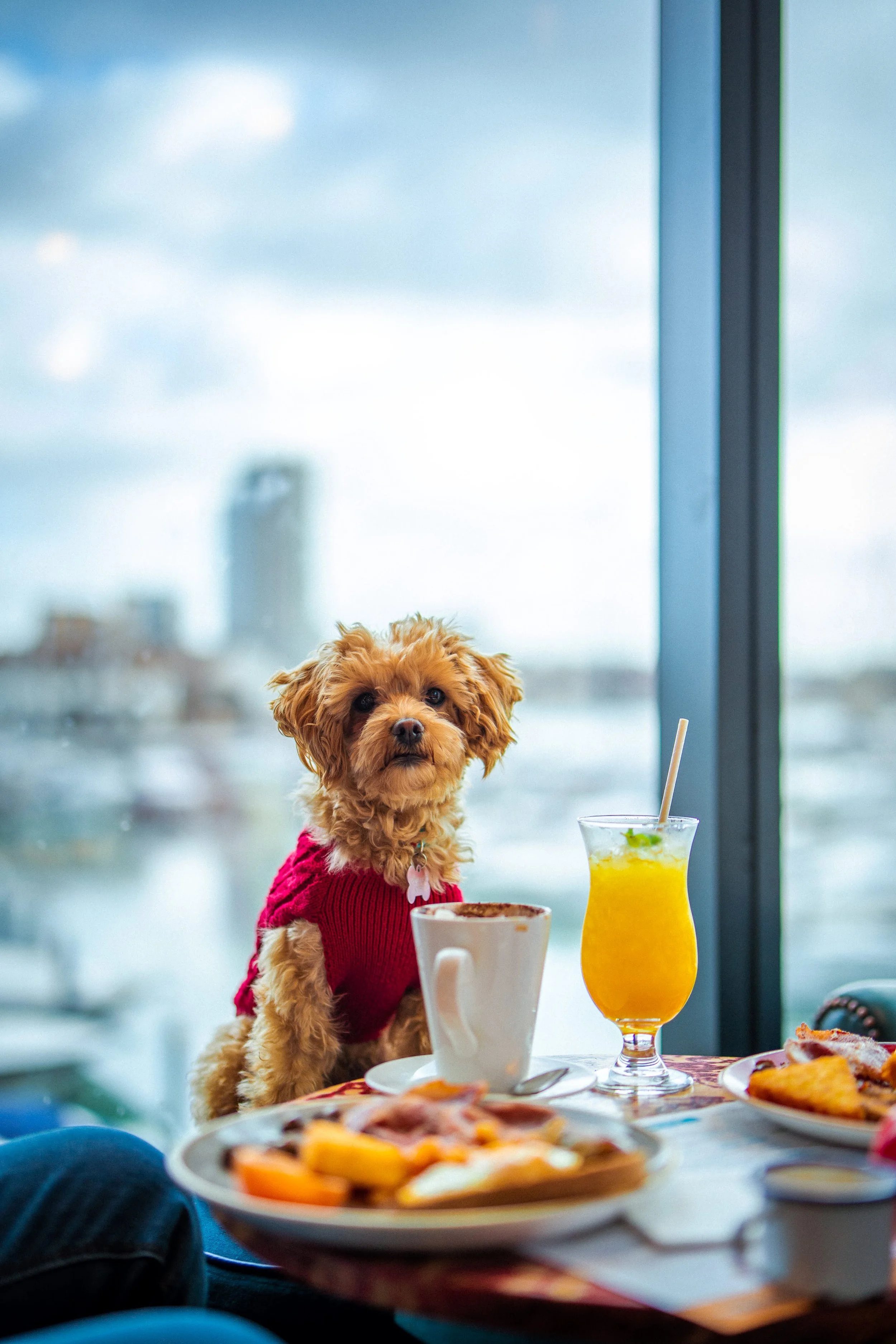 Dog at the Maritimo Lounge