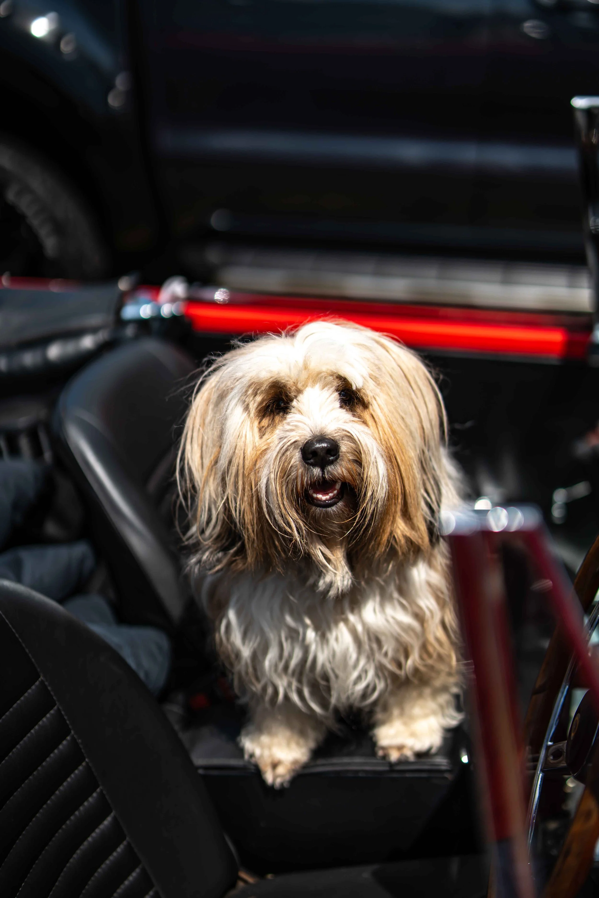 Cars_with_owners_in_Hampshire_by_MBphotography_ (120).jpg