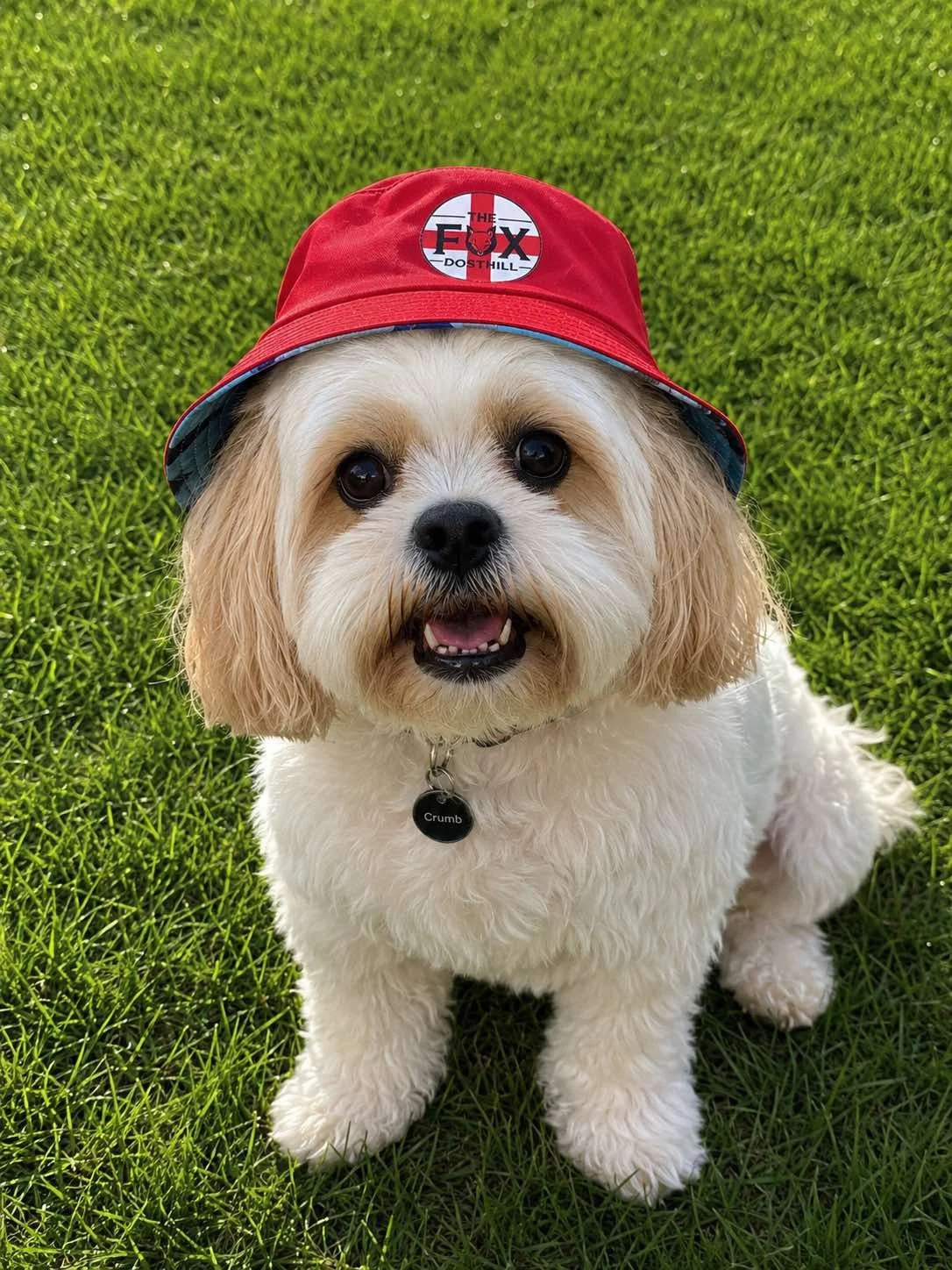 World Cup 2026 (fox merch model !)