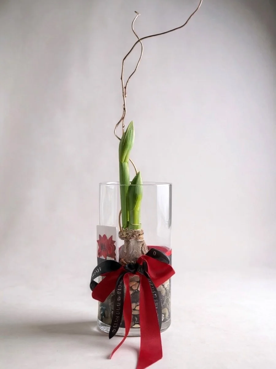 Holiday Blooming Amaryllis 'Merry Christmas' On-the-Rocks