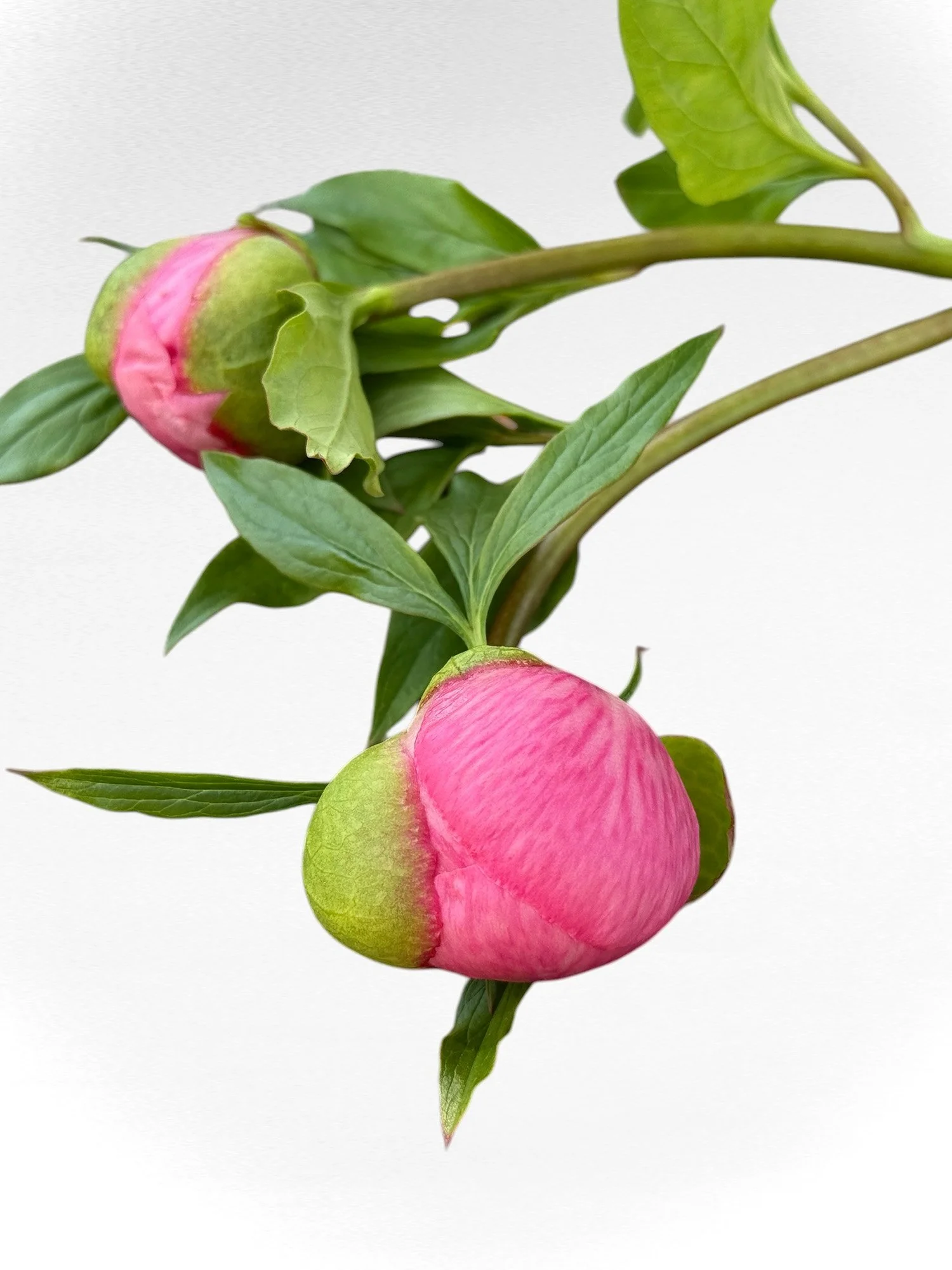 Marshmallow Stage Roselette.jpg