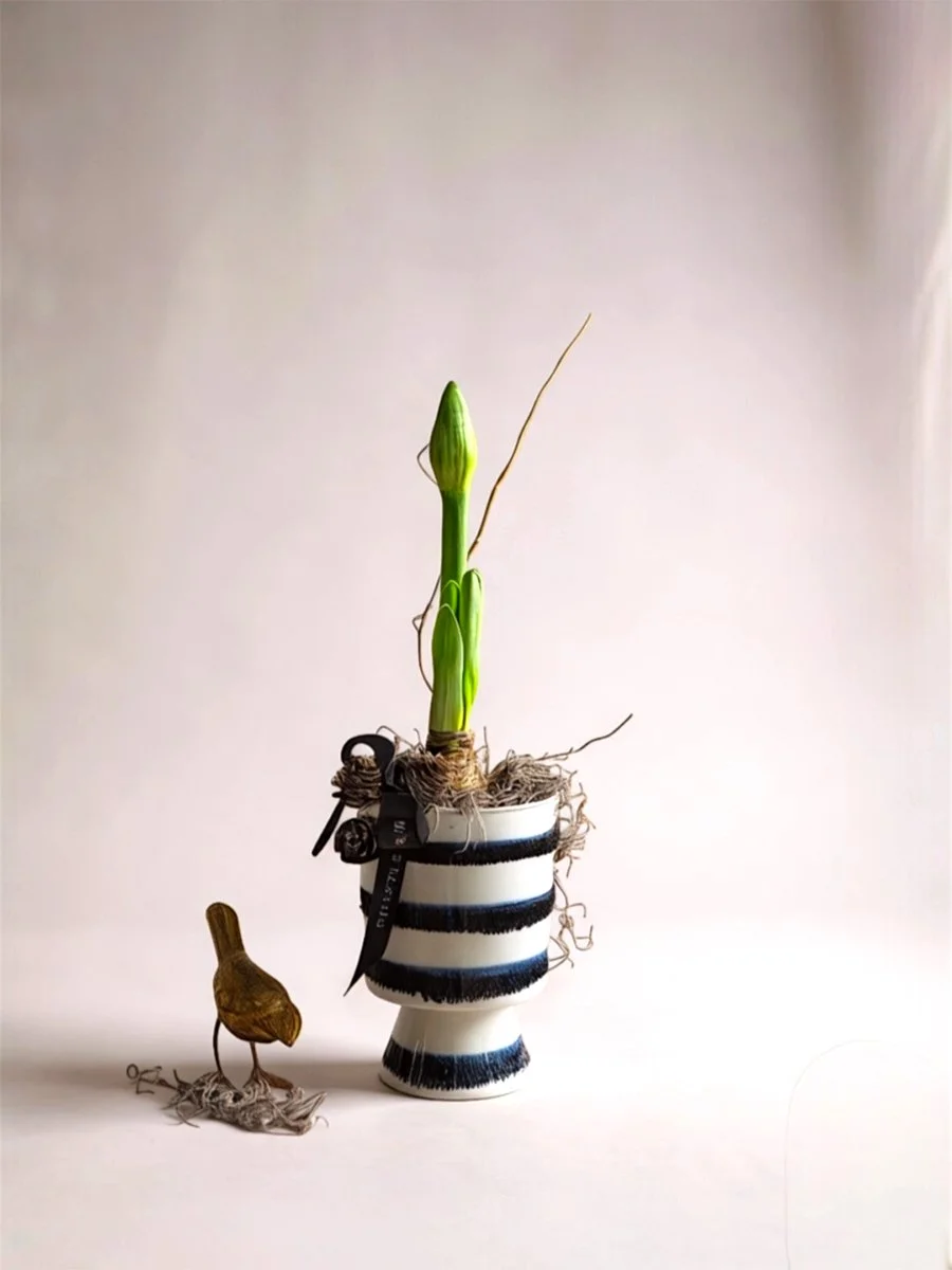 Holiday Blooming Amaryllis 'Alfresco' in Striped Chalice Vase