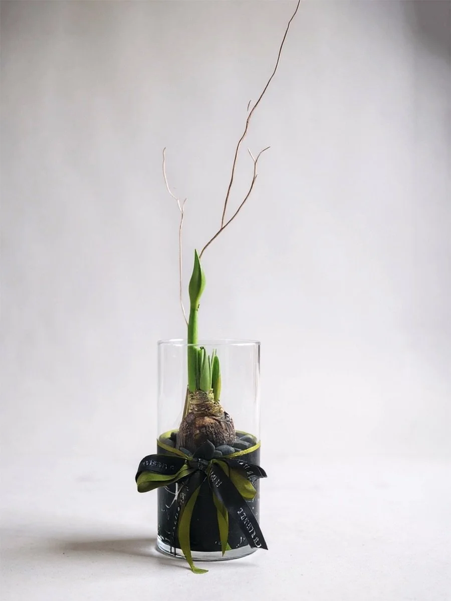 Holiday Blooming 'Alfresco' Amaryllis On-the-Rocks