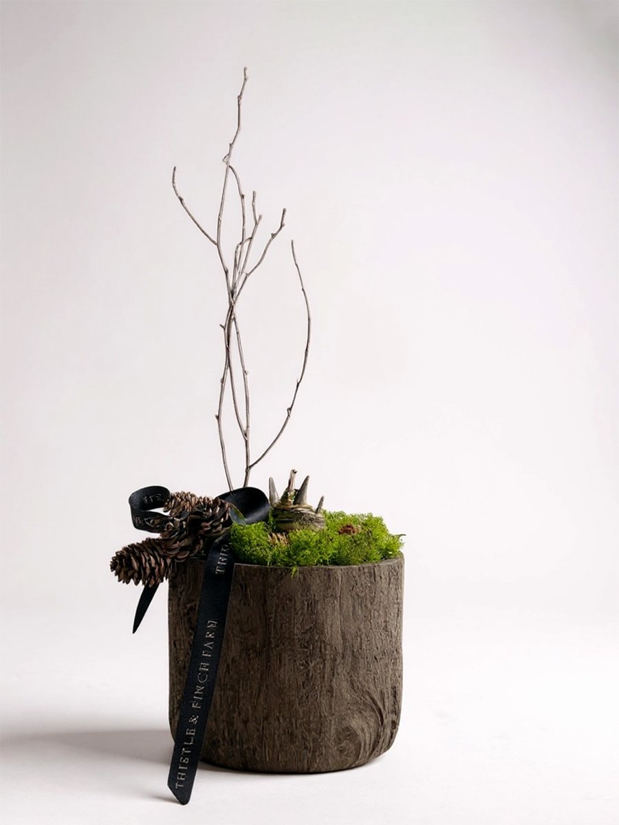 Holiday Blooming Elite Size Amaryllis  'Mandela' in Faux Bois Pot