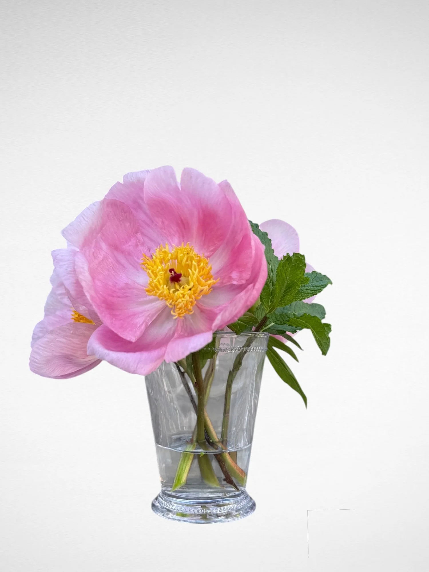 Roselette Julep 1.jpg