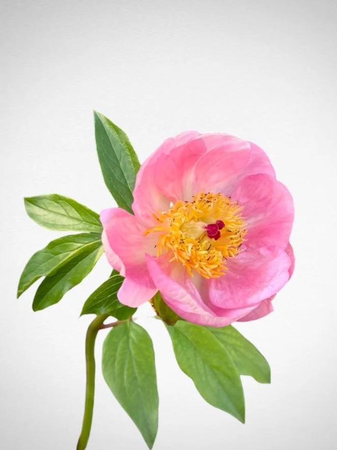 Roselette Opening.jpg