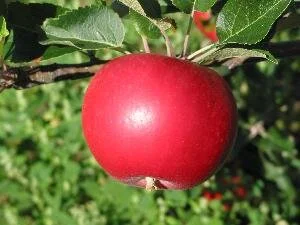 Sunne økologiske eple med svovel og bakepulver