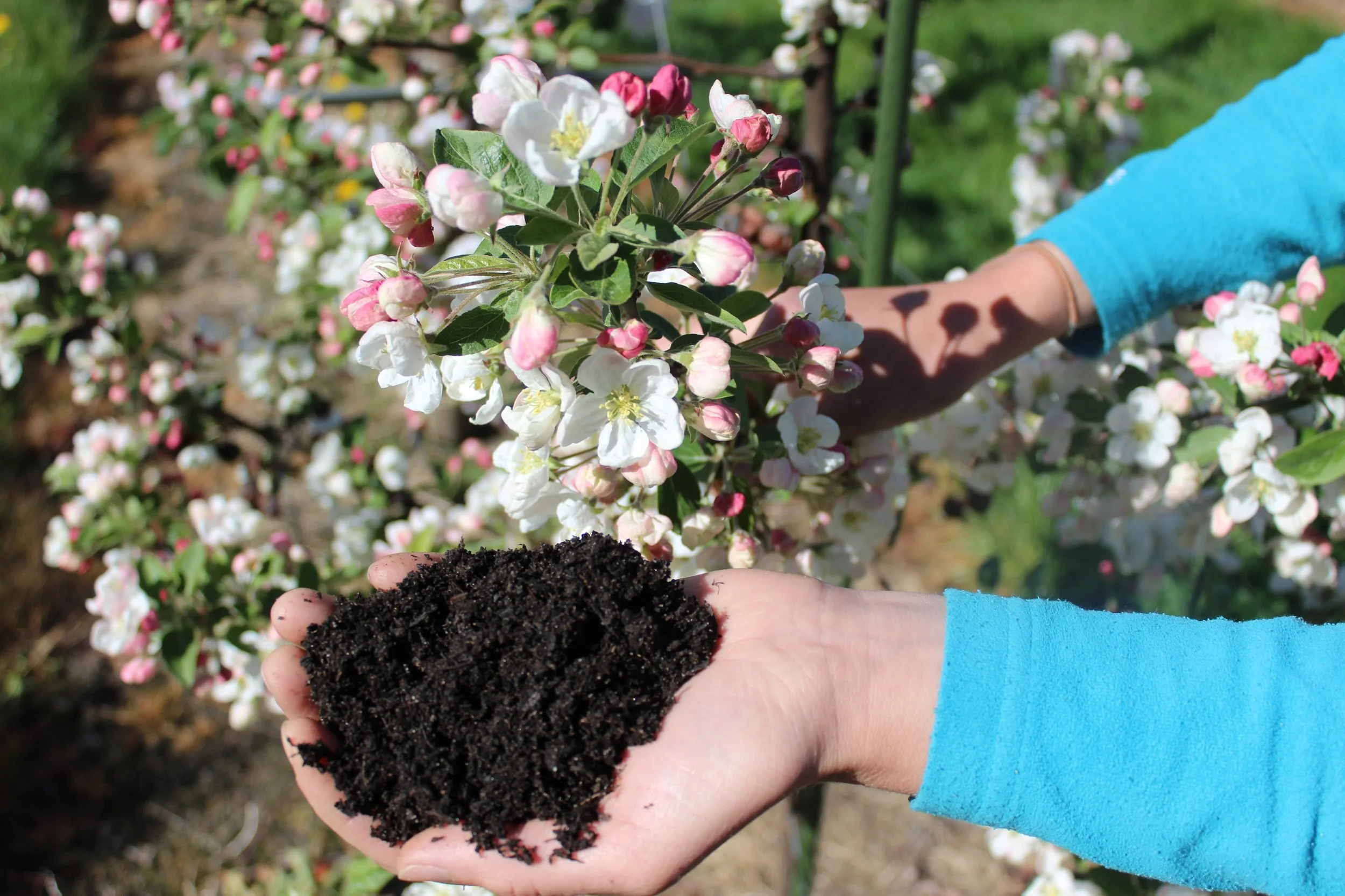 Kompost - eit effektivt middel mot "trøytt" jord