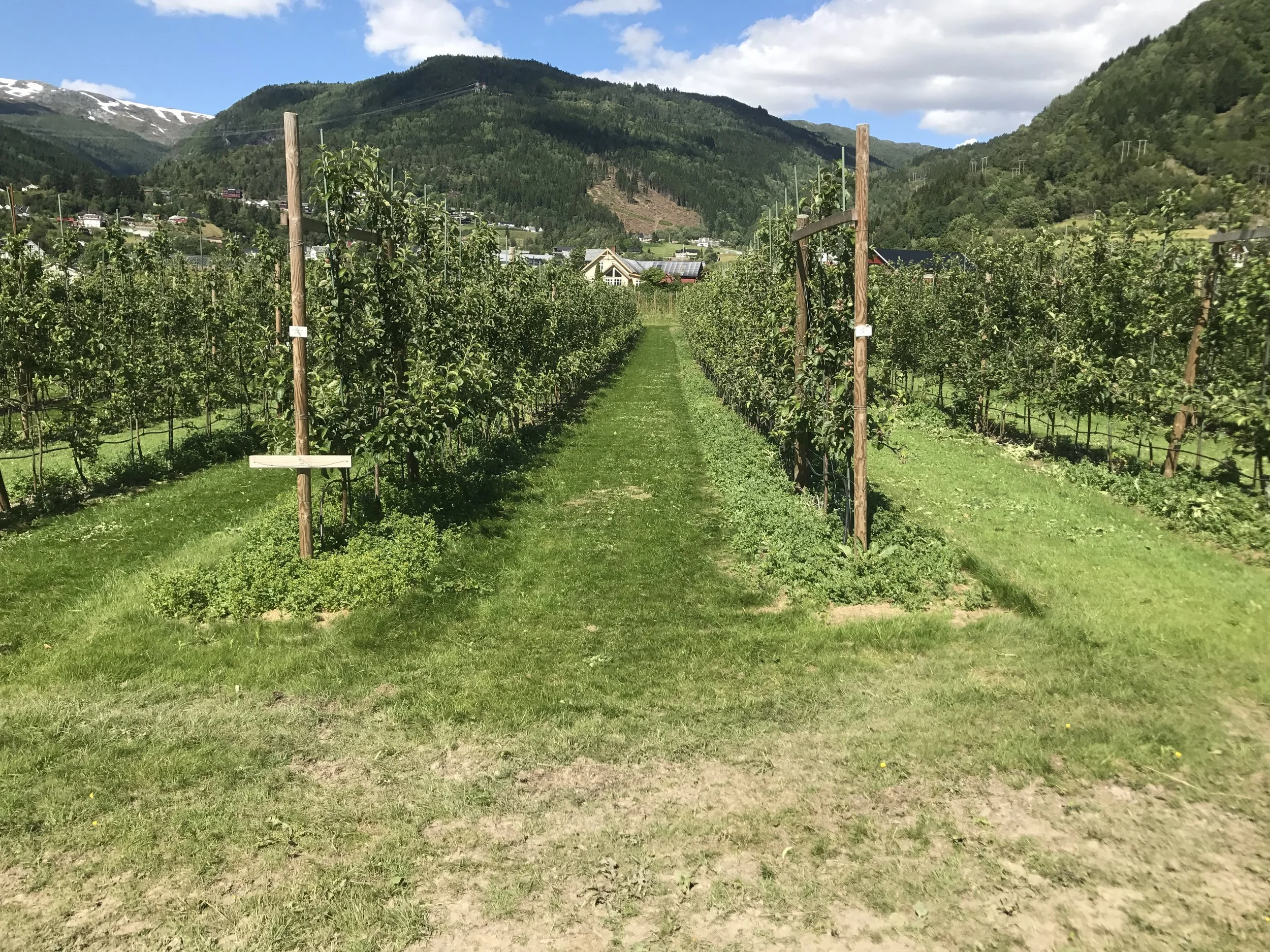 Fruktvegg - ein ny dyrkingsmåte i eple