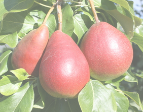 Norskutvikla pære møter Belgisk import.