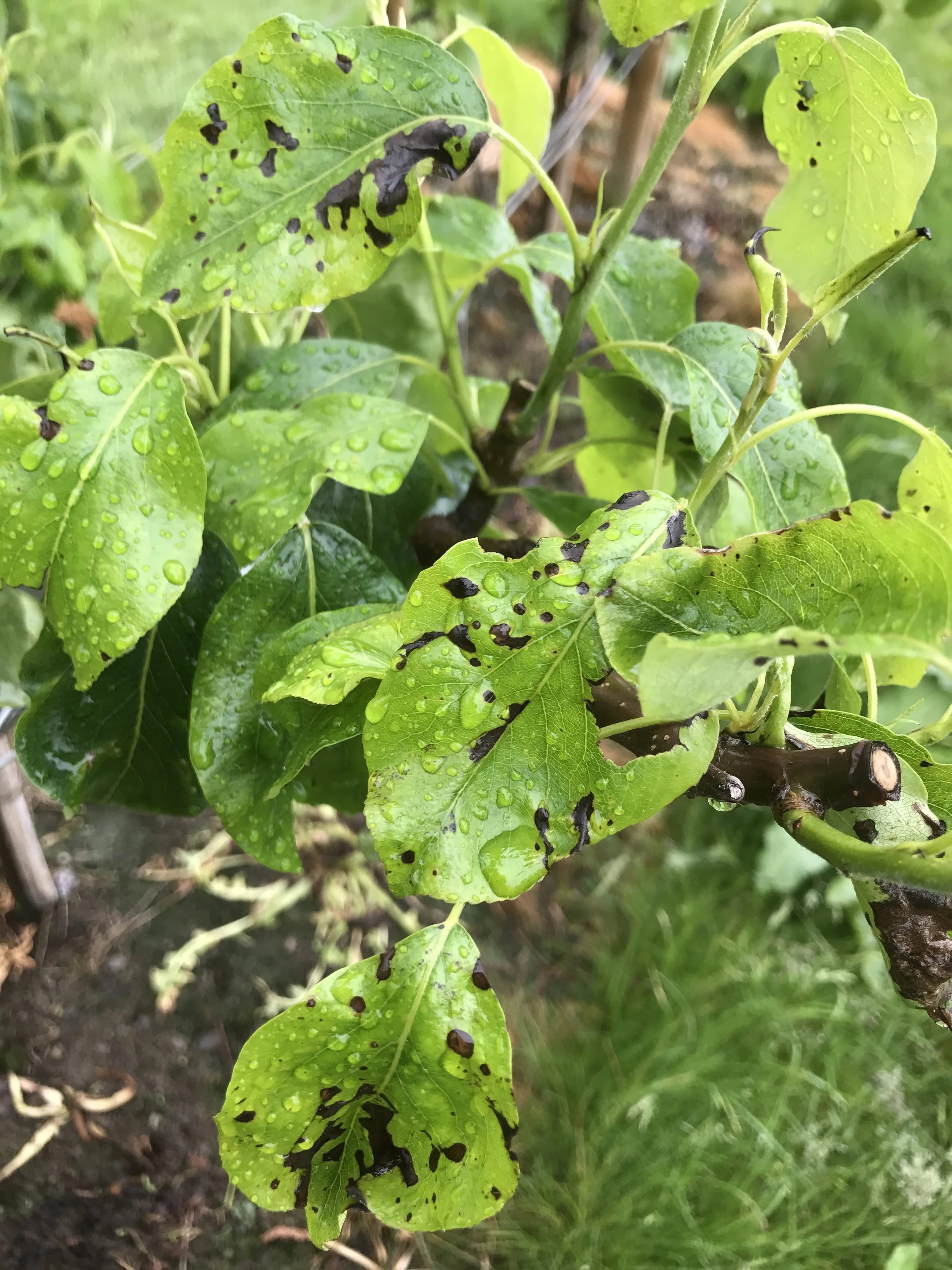 Bladflekker i Celina - kva er årsaka