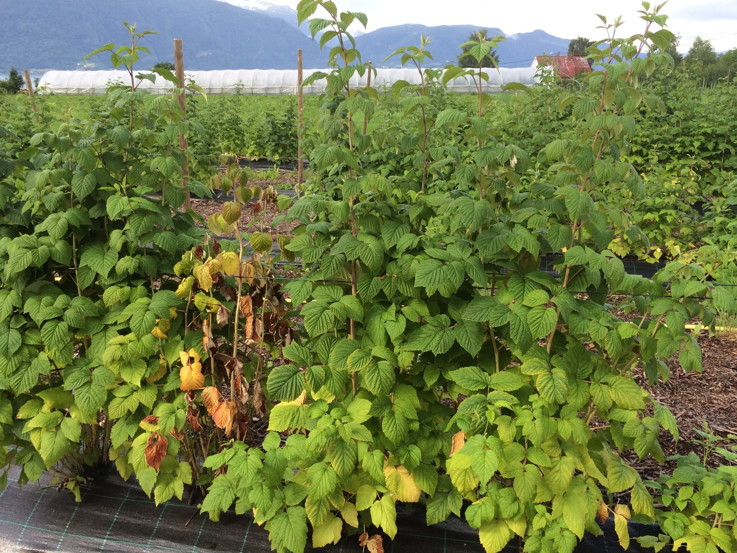 Effekt av tiltak mot rotròte - artikkel