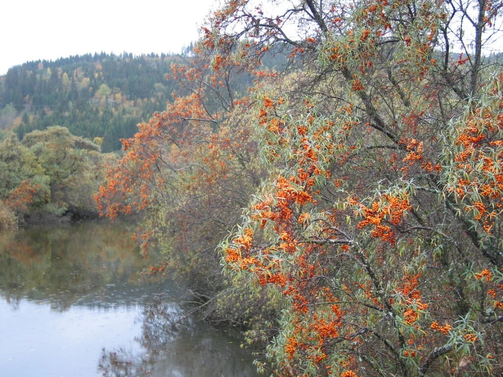 Ville bær i Tsjekkia og Noreg