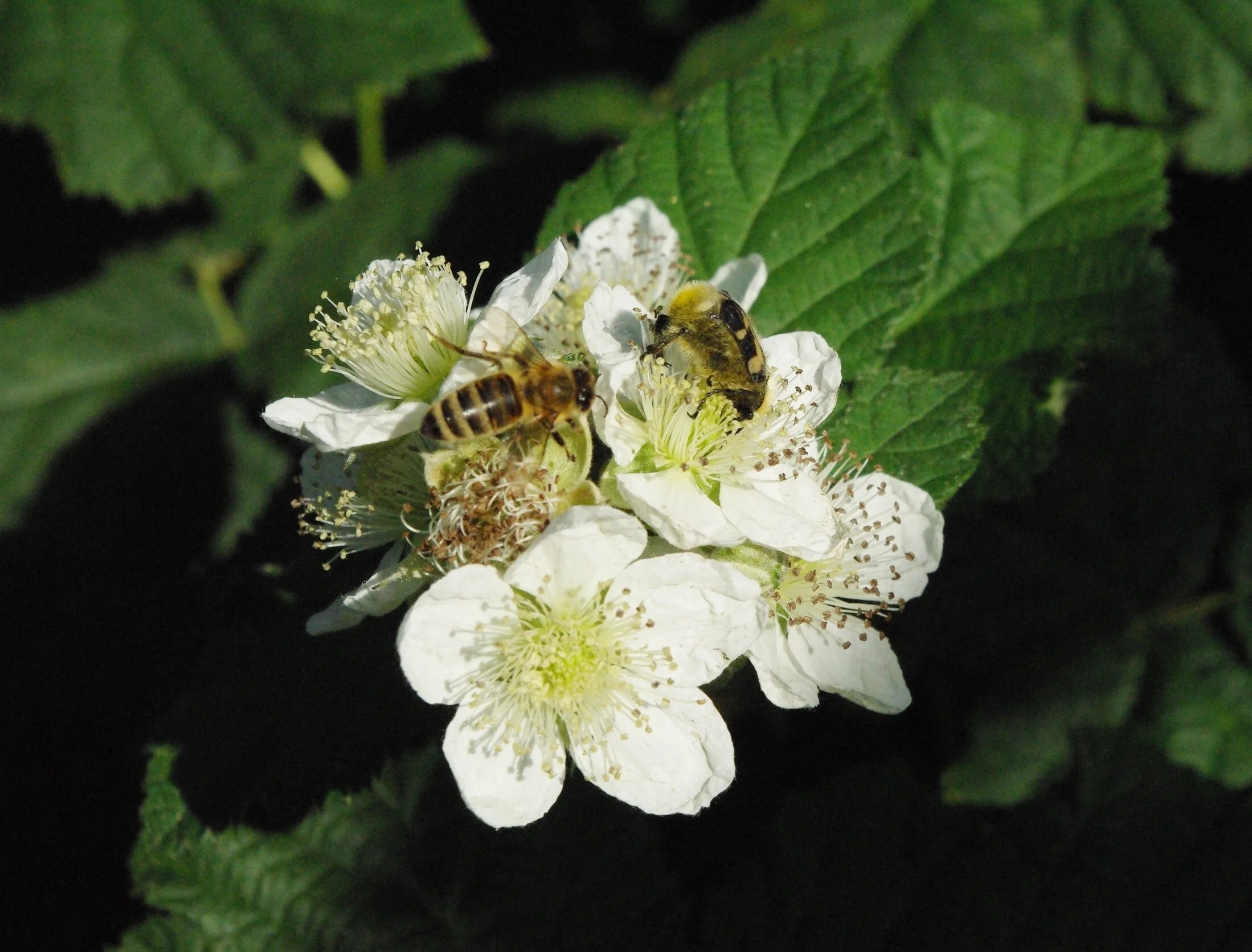 Innsatsfaktorar i økologisk frukt- og bærdyrking
