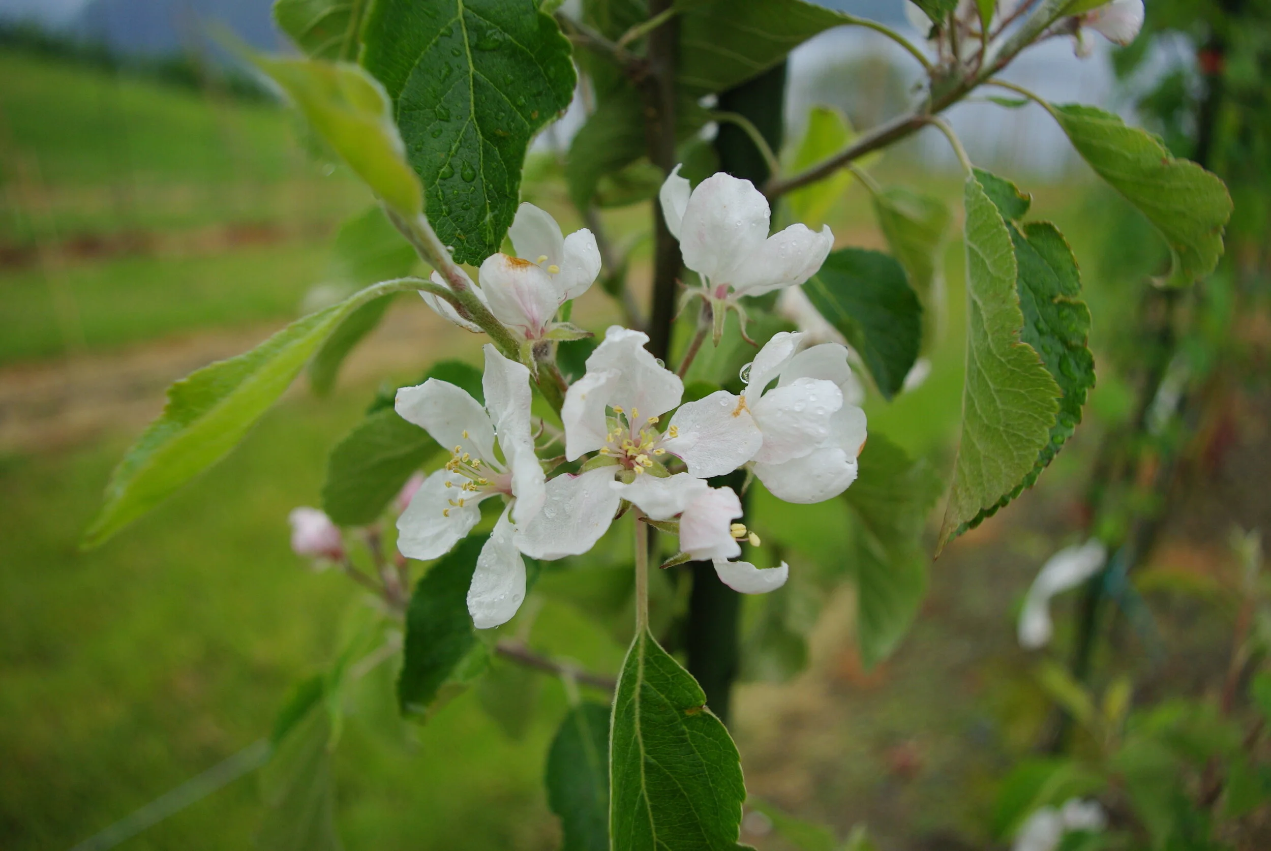 Karakterisering av fruktkarakterar hos eplesortar