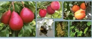 Auka omsetning av øko-frukt i storkjøkken