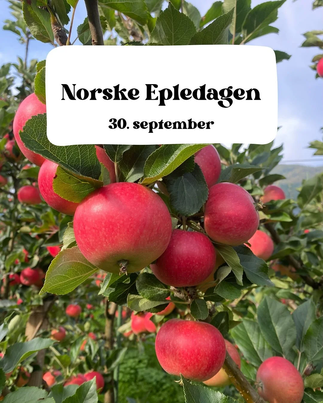 Epledagen – og kvifor Njøs spelar ei nøkkelrolle 🍎
Visste du at me på Njøs frukt- og bærsenter ikkje berre forskar på eple – me utviklar nye, norske sortar? 🌱
På oppdrag frå Graminor @