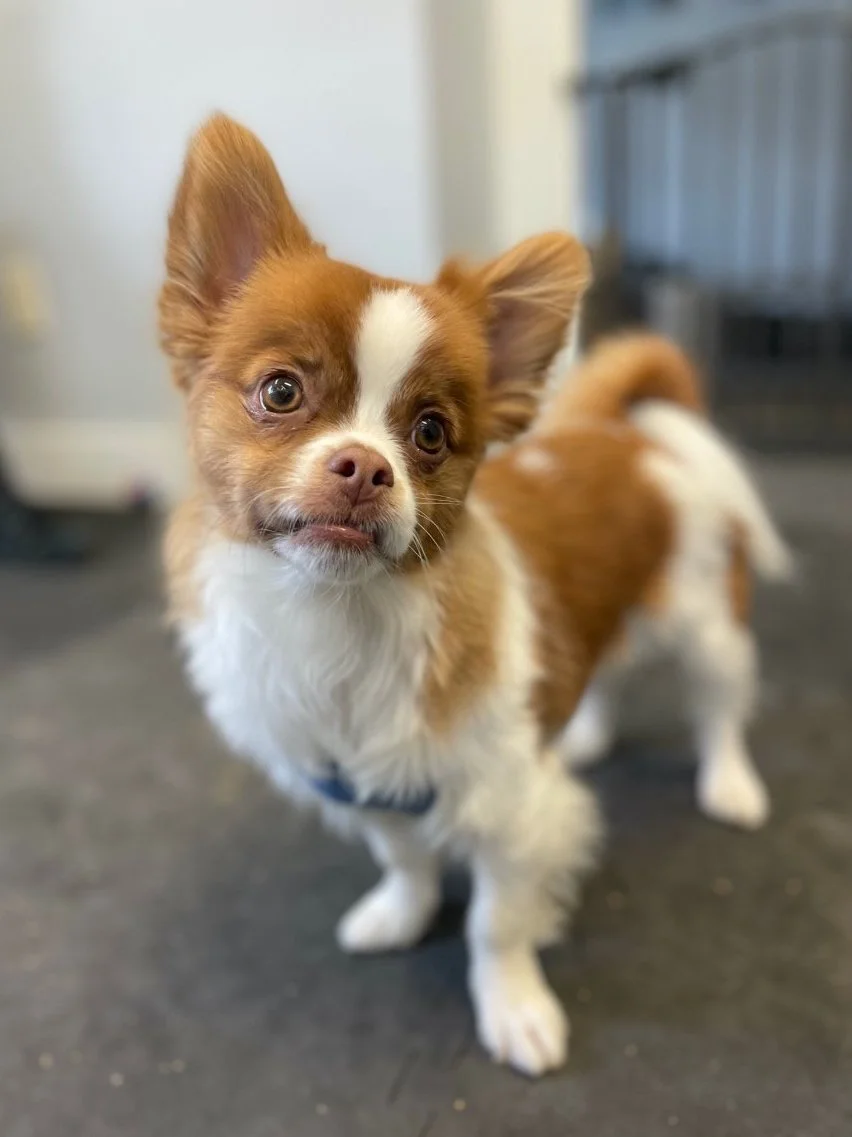 A small brown and white puppy with large ears and expressive eyes standing on a dark floor indoors.