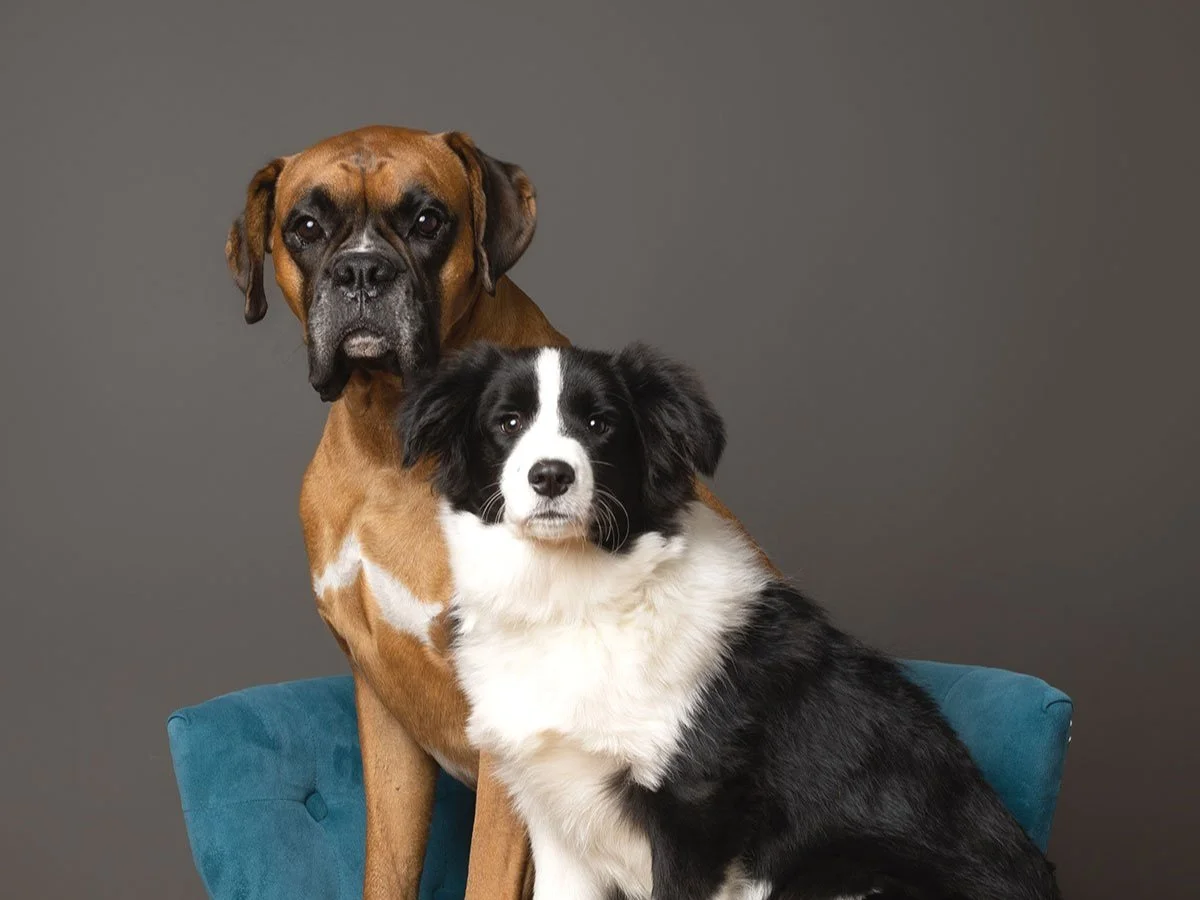 A large brown dog with black facial markings and a smaller black and white dog sitting together on a teal chair against a dark gray background.