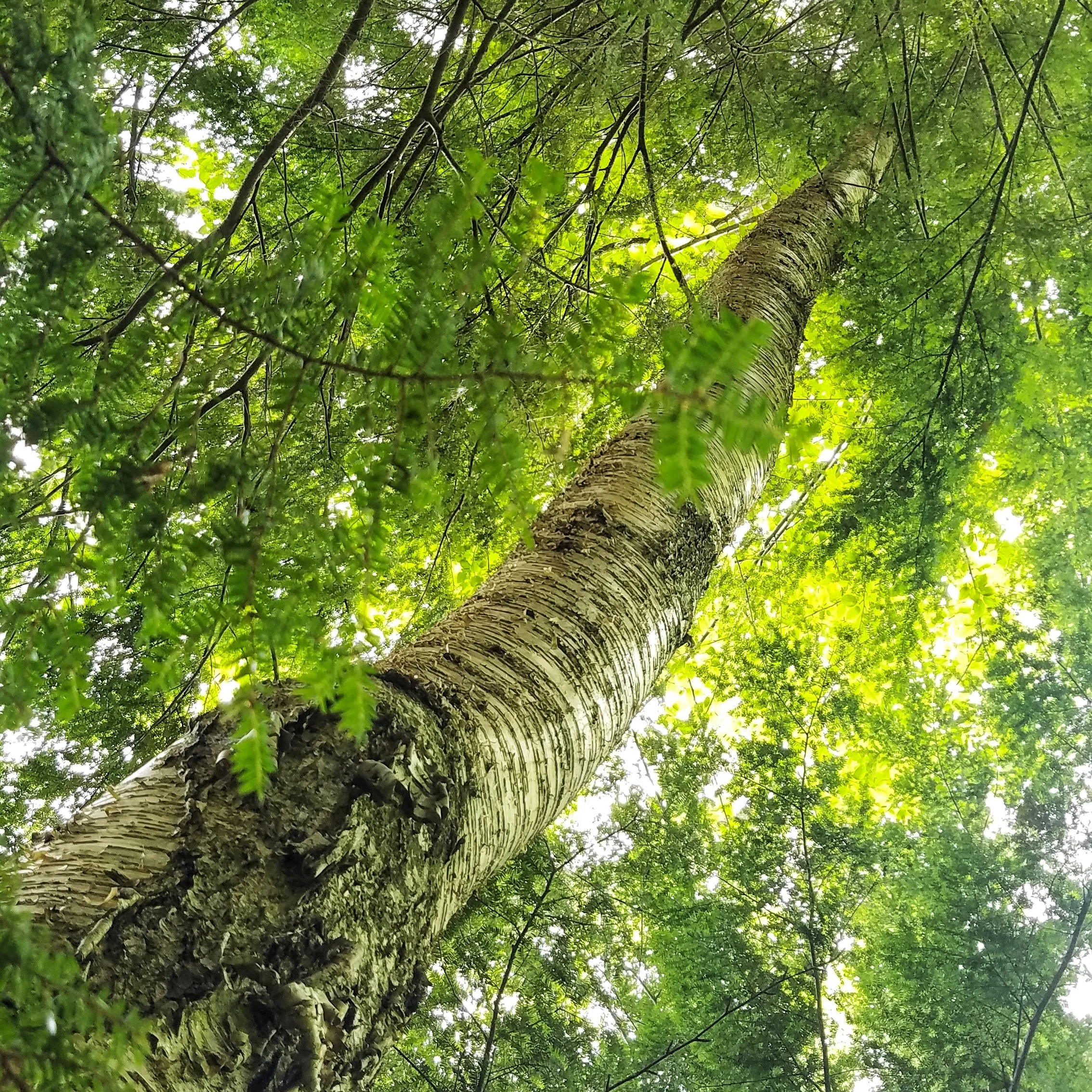 Inhabiting Ourselves Retreat - Weekend Intensive