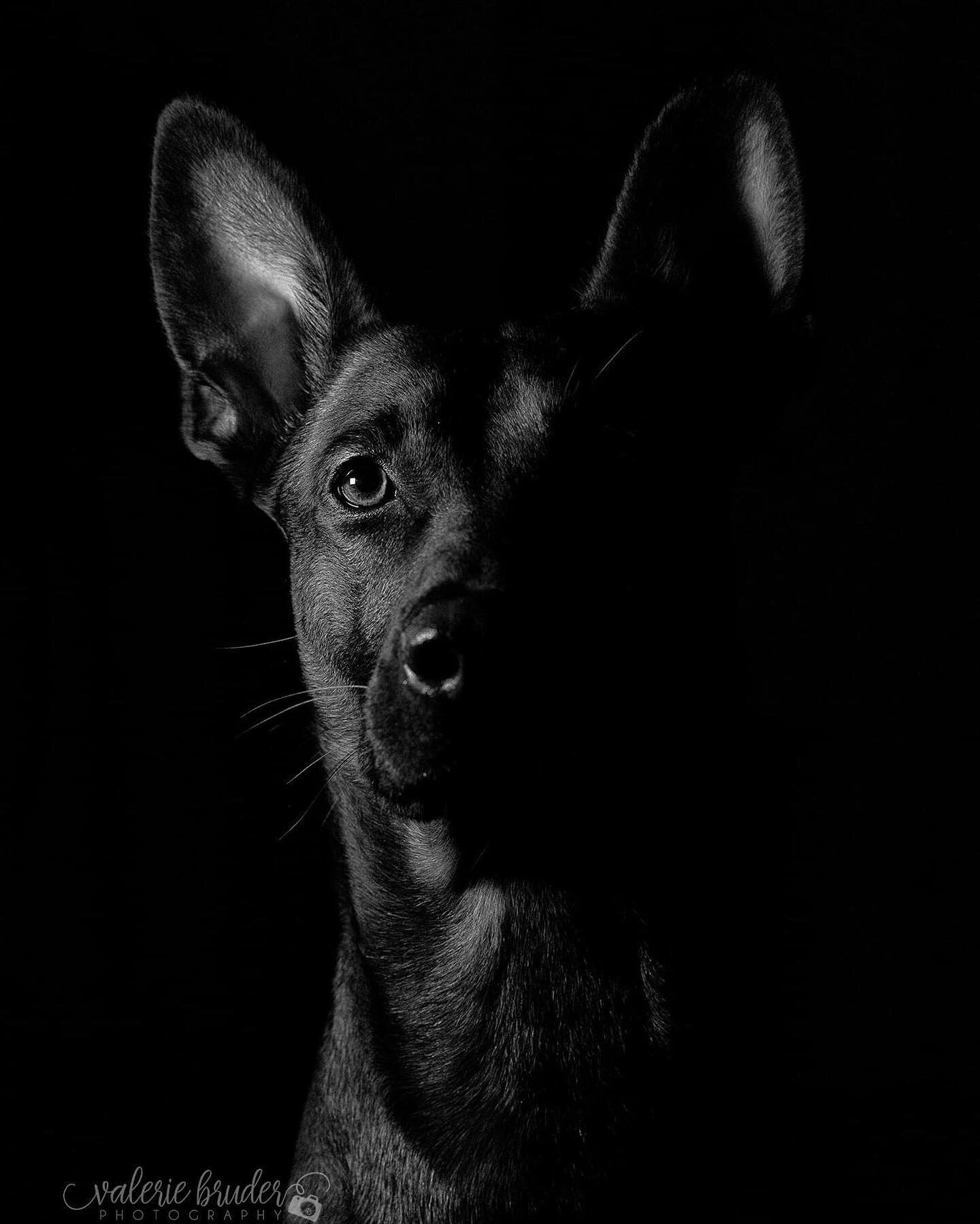 The boy ❤️ #malinoisofinstagram #lowkeyphotography #malinois #canonr5 #onelightportrait #blackandwhitephotography