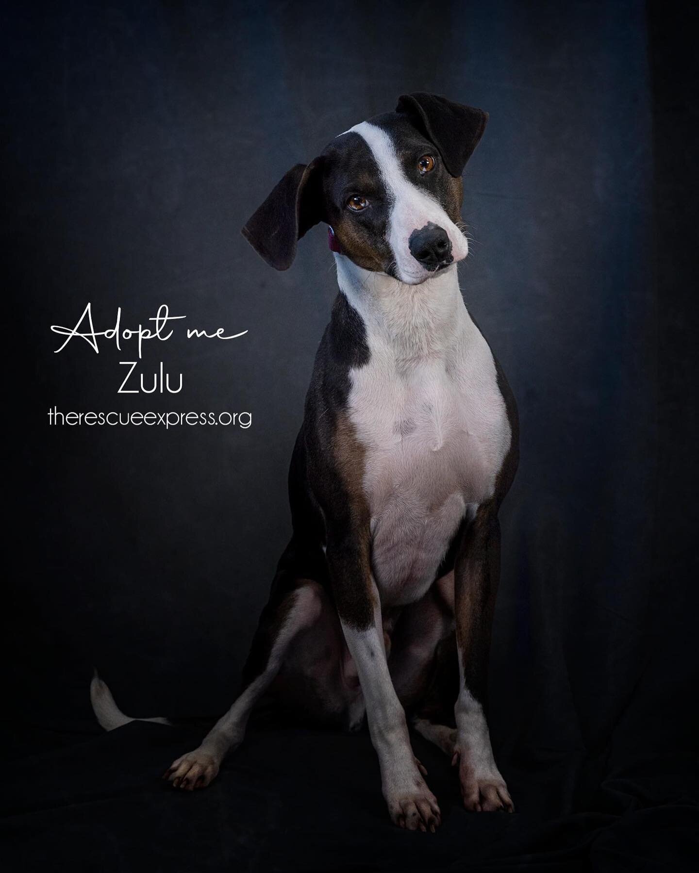 Zulu of @therescueexpress is currently in foster with @abovethestandarddogs  #adoptatraineddog #newjerseypetphotographer #rescuedog #petportrait #lumecube #canonr5
