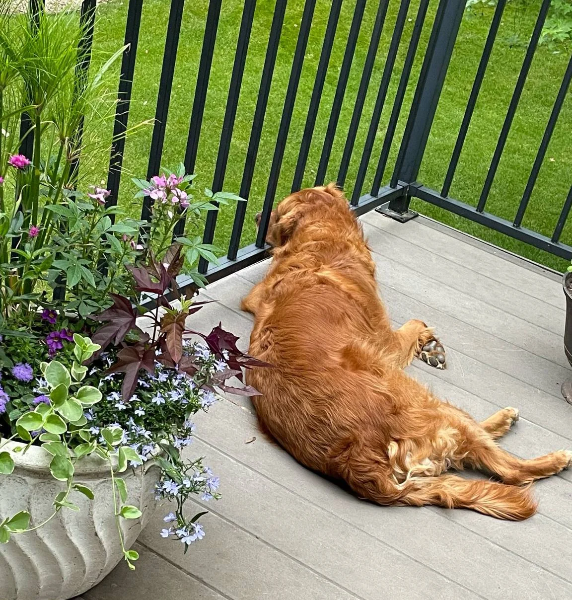 MONDA-GOETTE-photography-dog-flowers.jpg