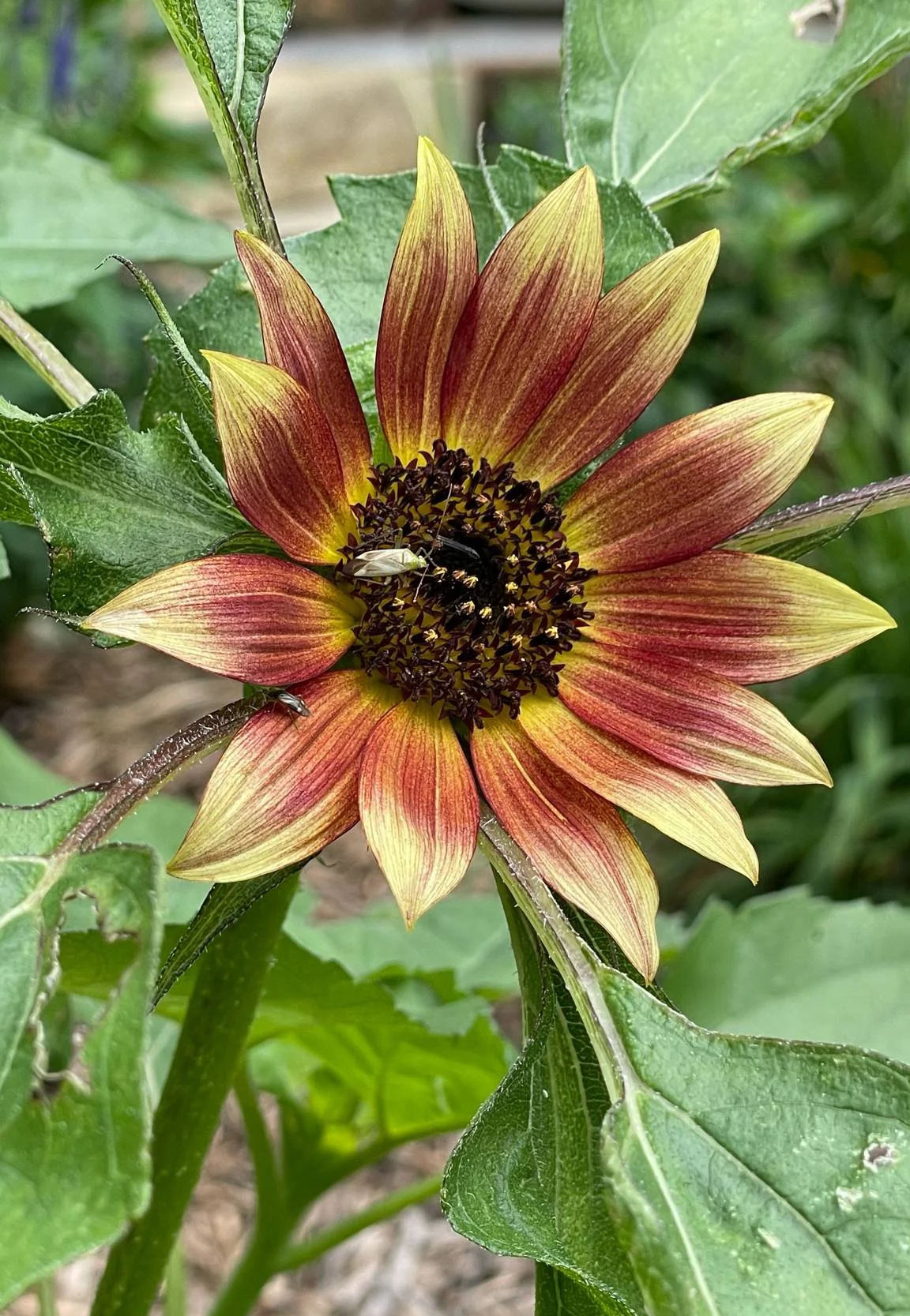 monda-the-photographer-sunflowers.jpg