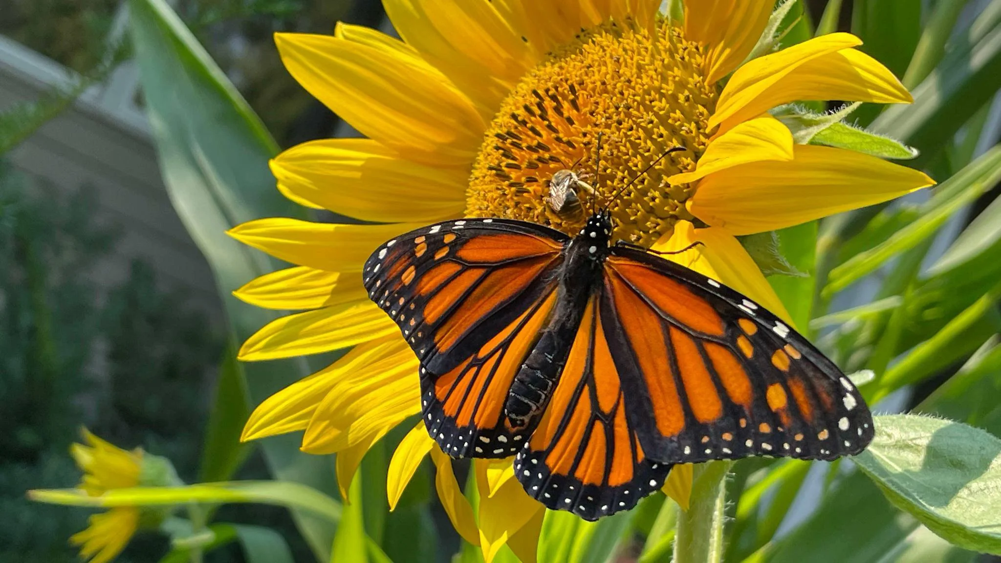 monarch-monda-goette-photography.jpg