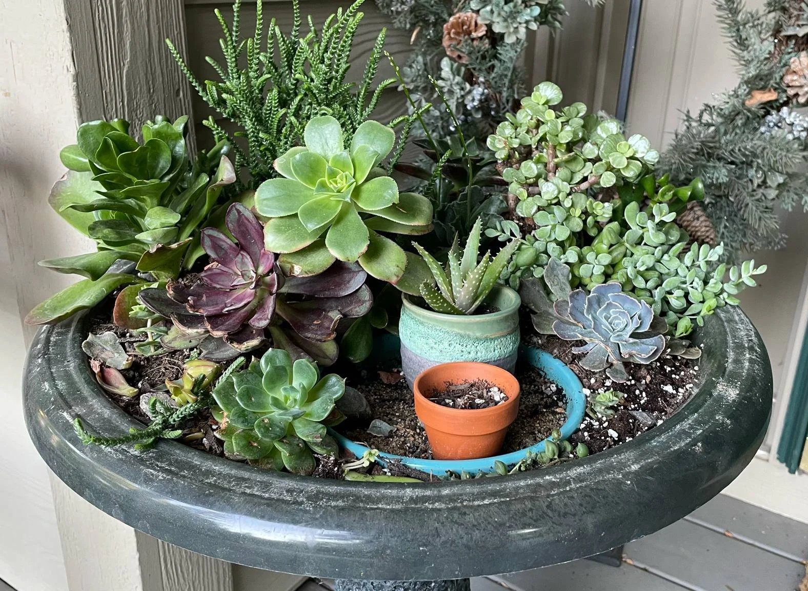 succulents-monda-goette-photography.jpg