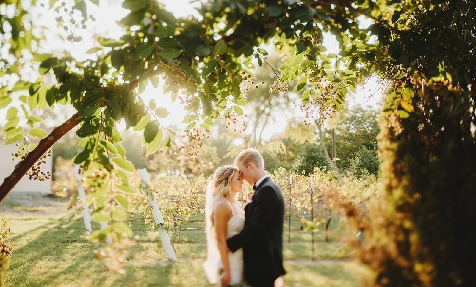 D'Vine Grace Vineyard